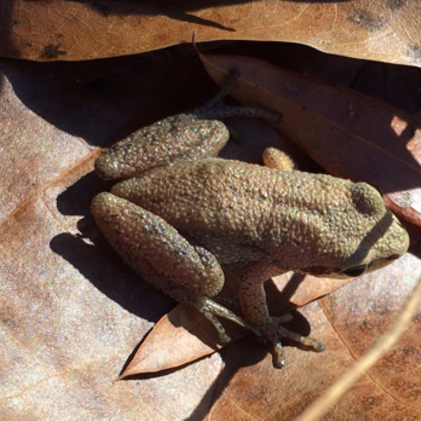 Upland Chorus Frog Project Noah