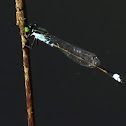 Common Bluetail