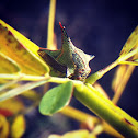 Thorn Treehopper