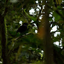 Shiny Whistling Thrush