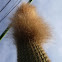 Cleistocactus