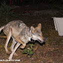 Mexican wolf