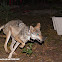 Mexican wolf