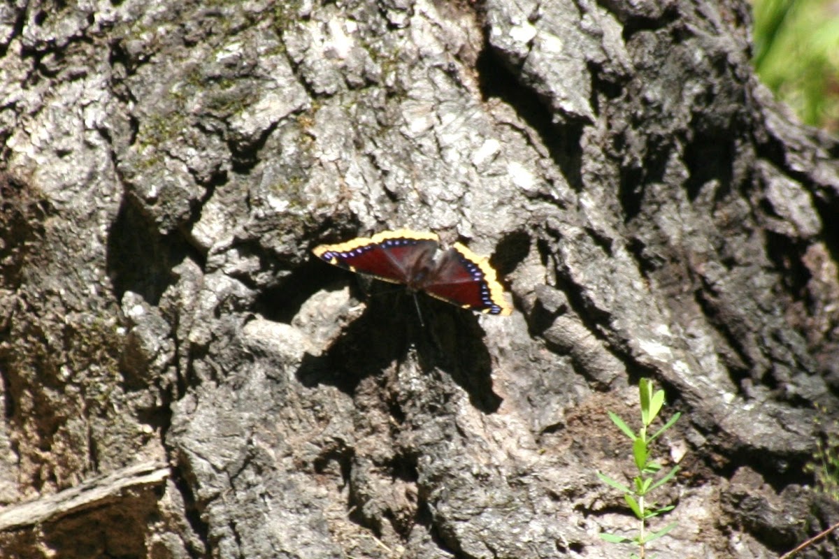 Mourning Cloak butterfly