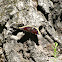 Mourning Cloak butterfly