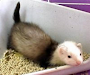 Superpet Transportadora Mediana P Huron