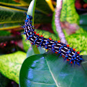 autumn leaf