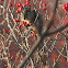 American Red Squirrel