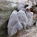 Wood Ear Mushroom