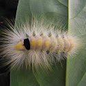 tussock moth