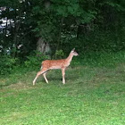 Whitetail fawn