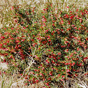 Spotted Emu Bush