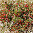 Spotted Emu Bush