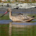 Marbled Godwit