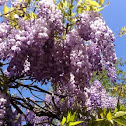 Glicine