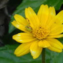 Wedelia (with green crab spider)