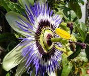 Spotting Image 1