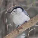 White-breasted Nuthatch