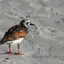 Ruddy Turnstone