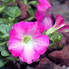 Petunia