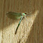 Banded demoiselle female
