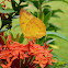 Orange Emigrant