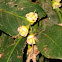 Makopa (Java Apple)
