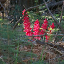 Snow Plant