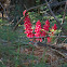 Snow Plant