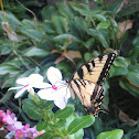 Eastern Tiger Swallowtail Butterfly