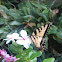Eastern Tiger Swallowtail Butterfly