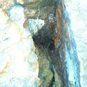 Harvestmen