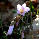 Spring Beauty
