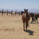 Wild Horses