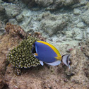 Powder Blue Surgeonfish