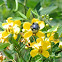 Southern Carpenter Bee