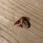 Bronzed Cutworm Moth