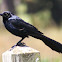 Great-tailed Grackle