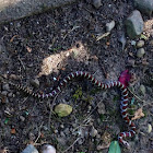 Eastern milk snake