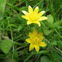 Lesser Celandine