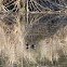 Common Moorhen