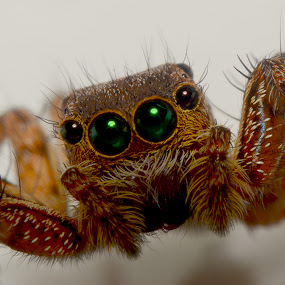 by Eko Janu - Animals Insects & Spiders