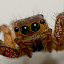by Eko Janu - Animals Insects & Spiders