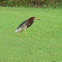 Chinese Pond Heron