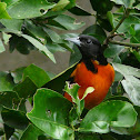 Baltimore Oriole