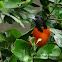 Baltimore Oriole
