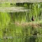 Northern Jacana