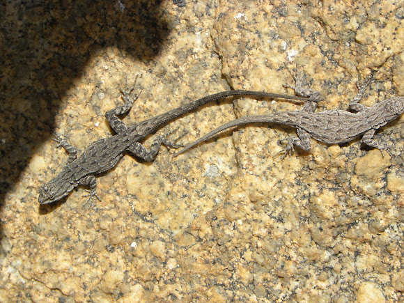 Spotting Image 1