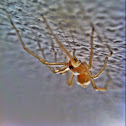 Yellow sac spider