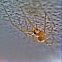Yellow sac spider